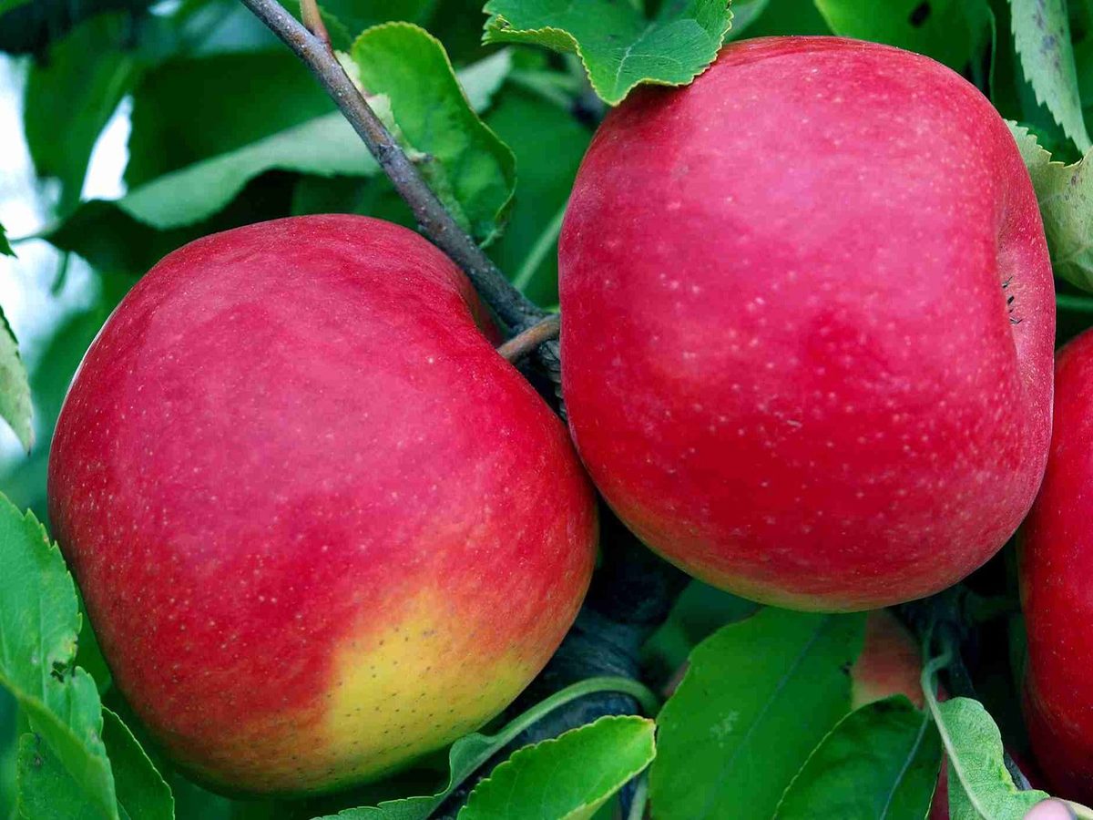 Fresco Rojo Fuji Manzanas