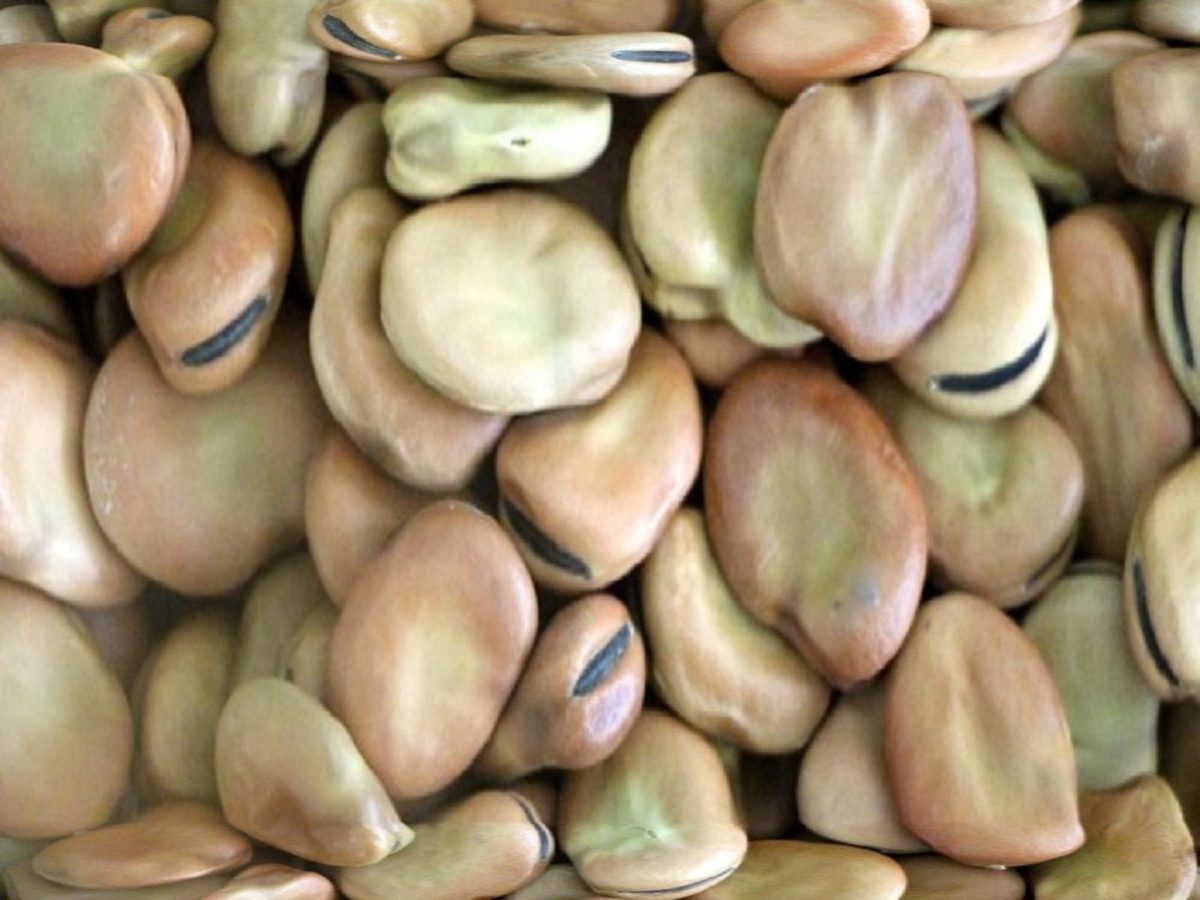Bób Fasola