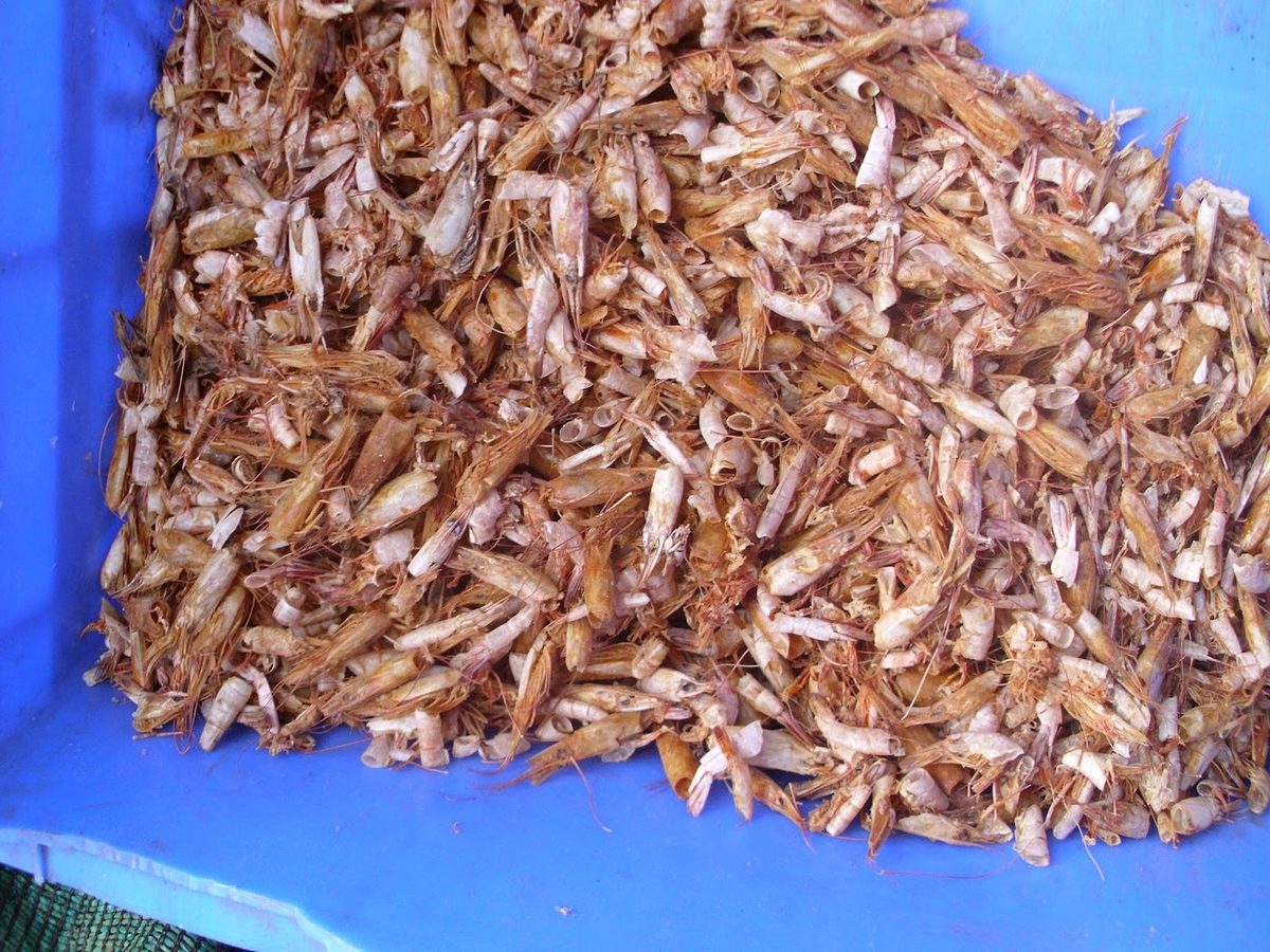 Seco Gambas De caparazón