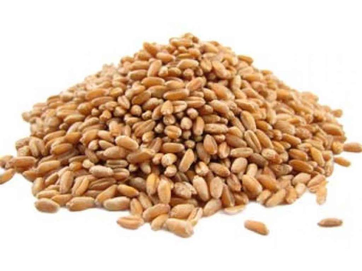 Dinkel Korn