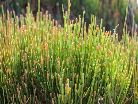 Ma Huang (Ephedra sinica) Extract Pulver