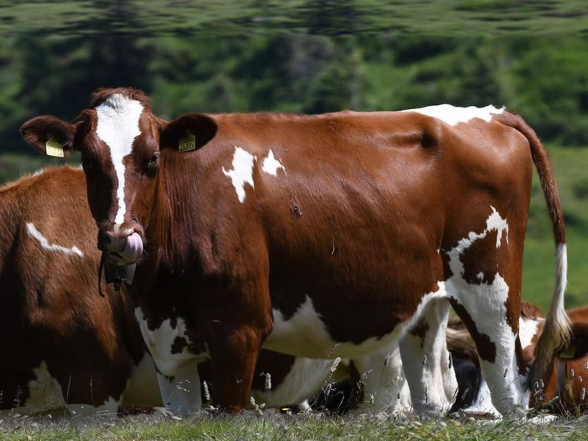 Holstein Färsen (tragend / lebend)