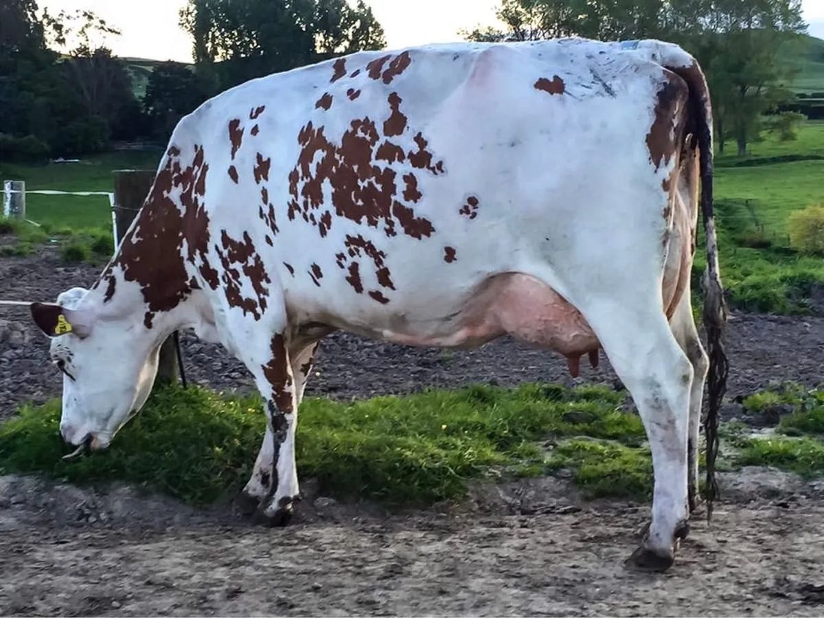 Lebend Milch Kuh