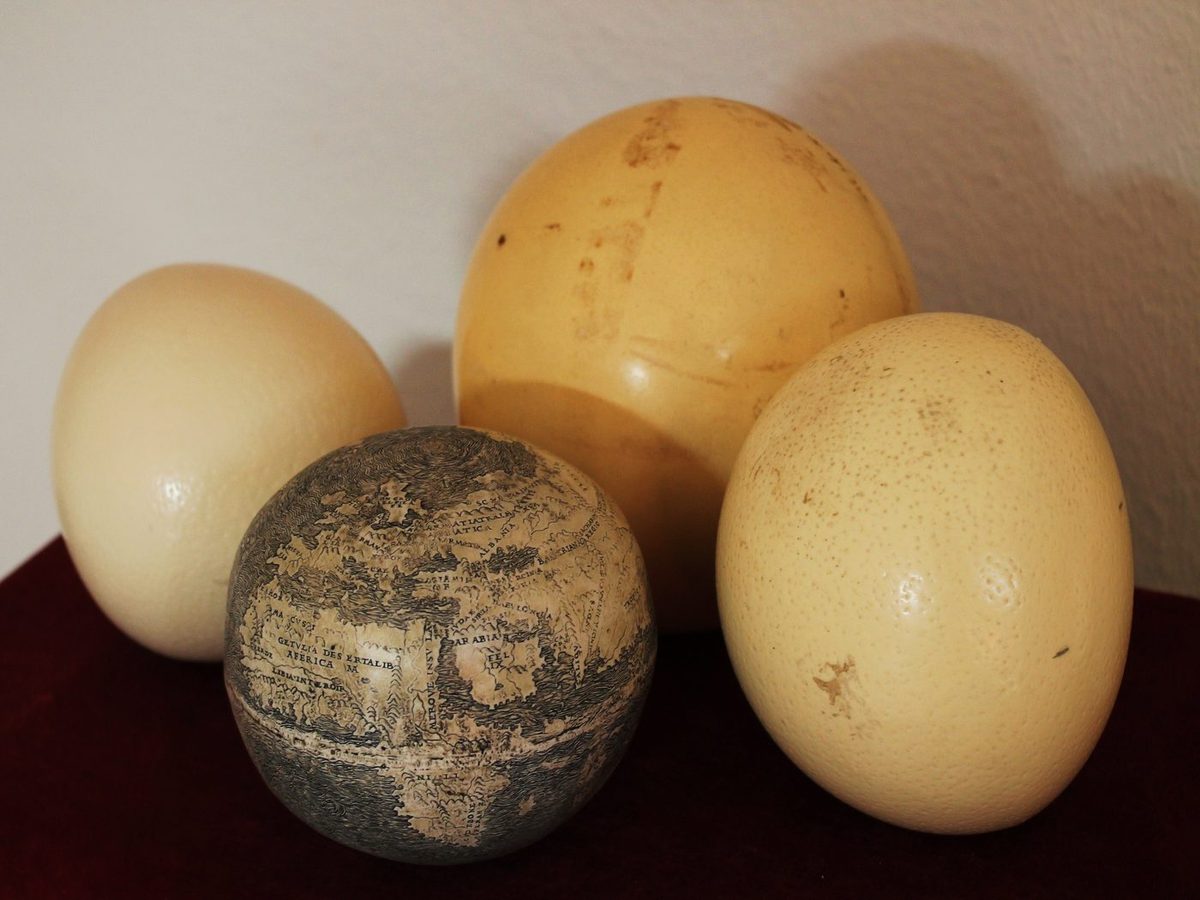 Strauß Eier