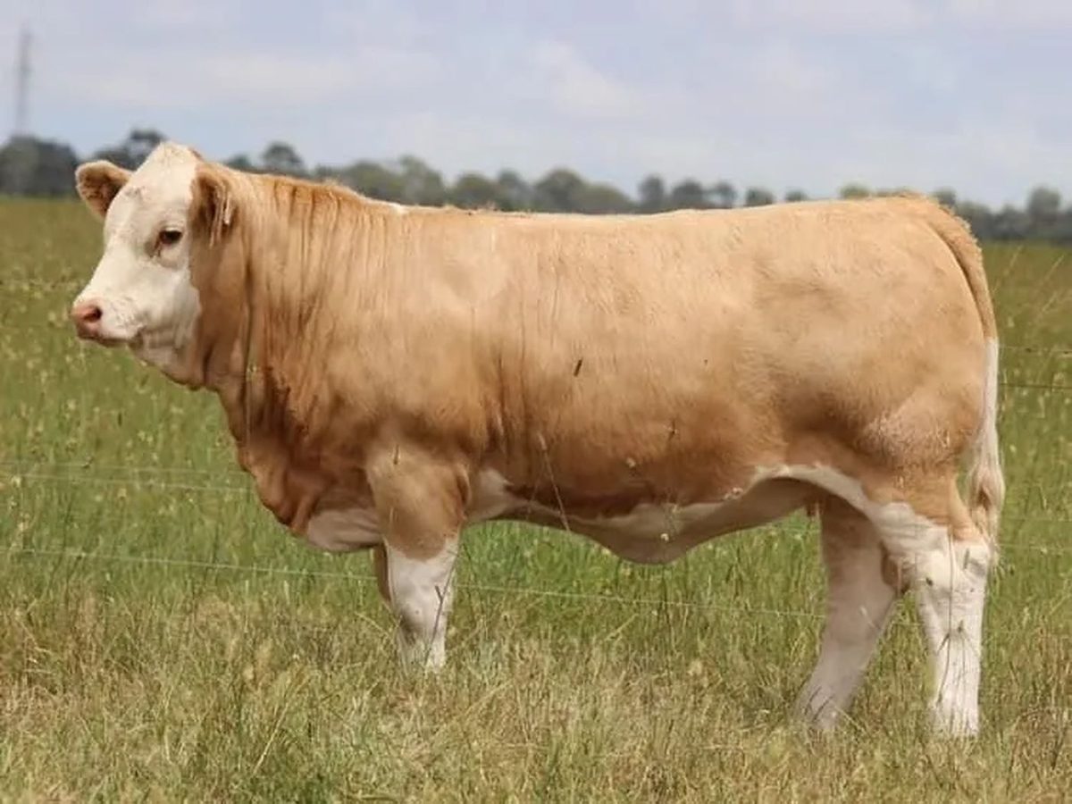 Simmental Toro