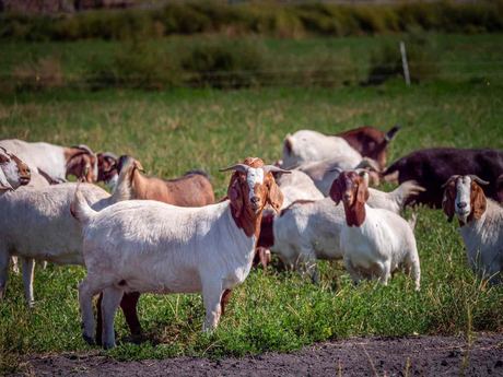 Boer Chèvres