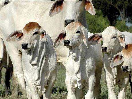 Vivo Brahman Ganado