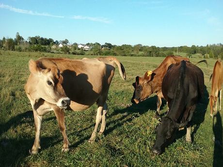 Jersey Cattle (pregnant / live)