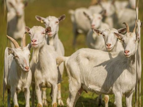 Saanen Lechera Cabras (lecheras)