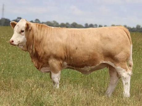 Simmental Toro