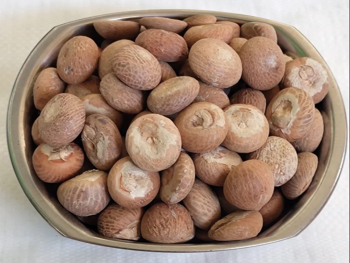 Dried Betel Nuts