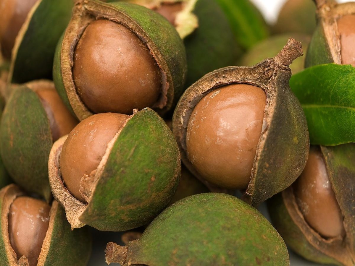 Macadamia Orzechy