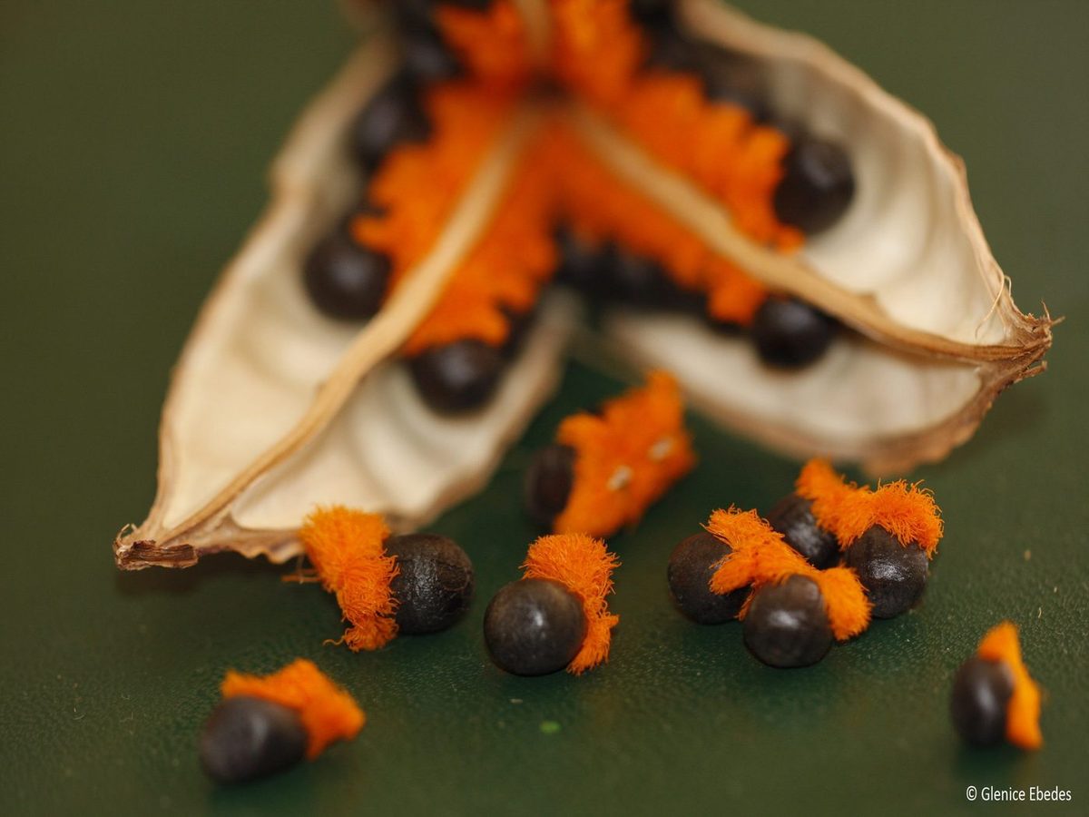 Strelitzia Reginae seeds