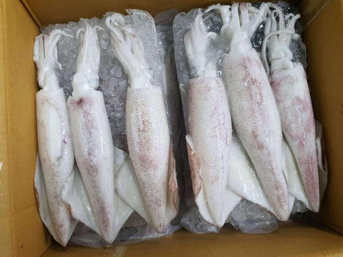 Frozen Squid
