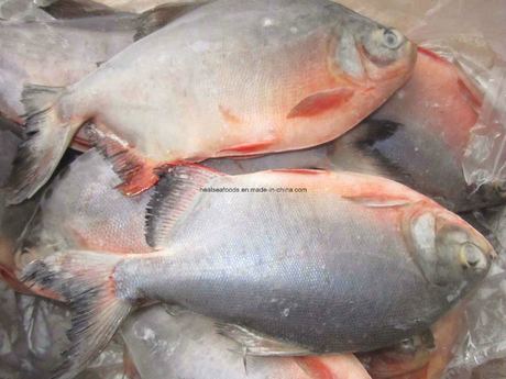 Mrożony Czerwony Pomfret