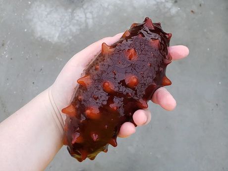 Sea Cucumber (dried / frozen / fresh)